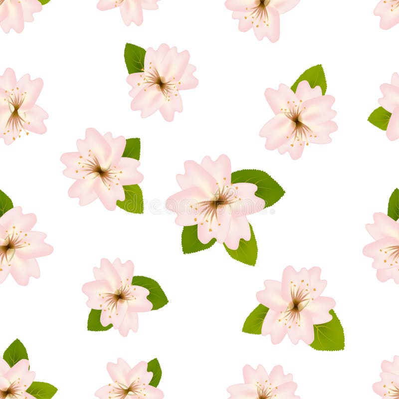 Spring cherry blossoms. Seamless pattern with Japanese sakura. Light pink Flowers on white background. Romantic illustration. vector illustration Spring cherry blossoms. Seamless pattern with Japanese sakura. Light pink Flowers on white background. Romantic illustration. vector illustration